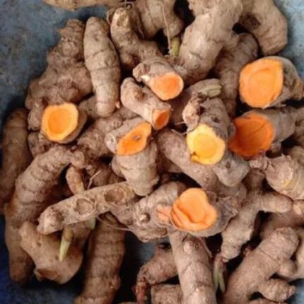 Fresh Raw Turmeric Finger